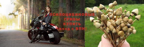ПСИЛОЦИБИНОВЫЕ ГРИБЫ Абинск